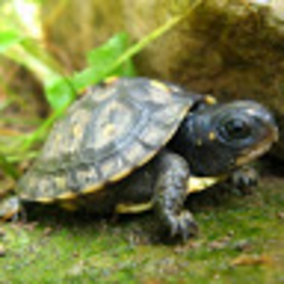 Meet your Posher, Samantha - Picture 1 of 1